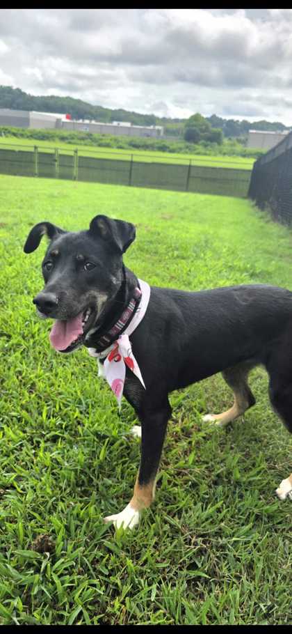 CAMMIE - Australian Cattle Dog / Mix available for adoption