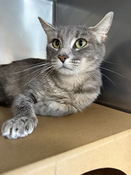 ZEN - Domestic Shorthair / Mix available for adoption