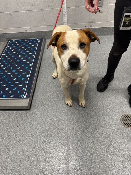 PITTER PATTER PETEY - Bulldog / Mix available for adoption