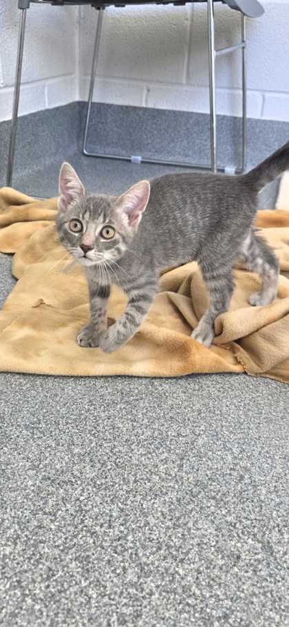 BATTY - Domestic Shorthair / Mix available for adoption
