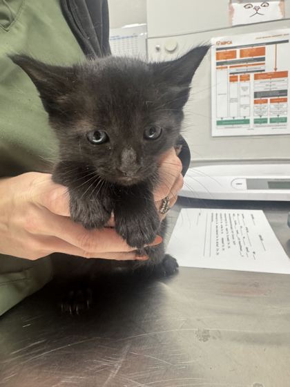 TEMPEST - Domestic Shorthair / Mix available for adoption