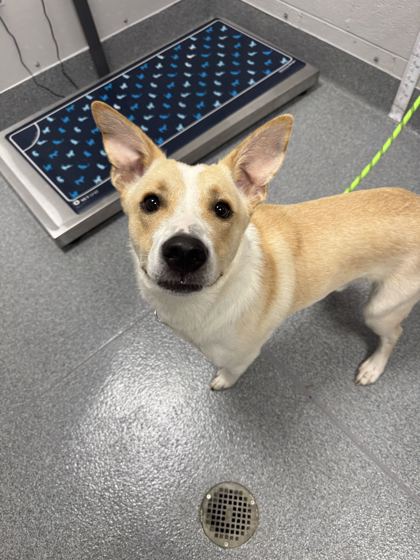ATARI - Pembroke Welsh Corgi / Mix available for adoption