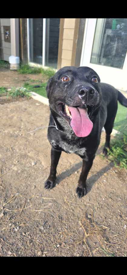 FLOPPY - Terrier / Mix available for adoption