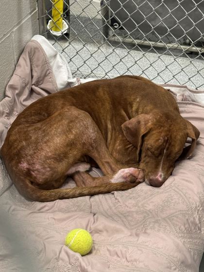 WESLEY - Basset Hound / Mix available for adoption