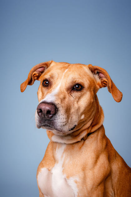 GUAVA - Labrador Retriever / Mix available for adoption