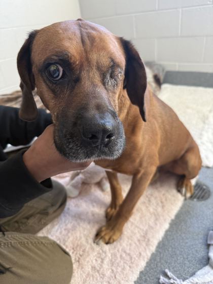 MILO - Redbone Coonhound / Mix available for adoption