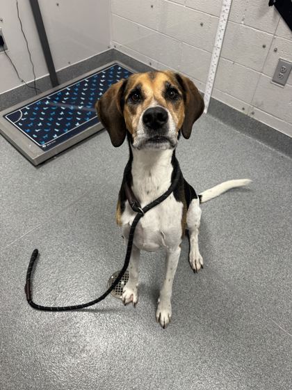 CLIFF - Coonhound / Mix available for adoption