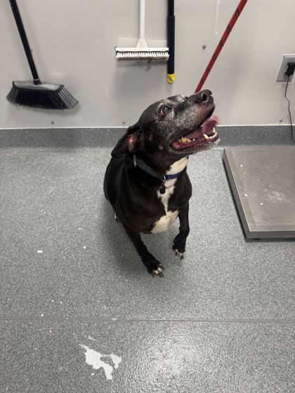 BLITZEN - Labrador Retriever / Mix available for adoption