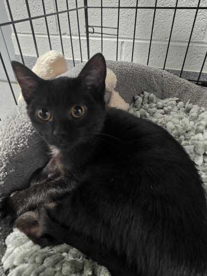 JUNO - Domestic Shorthair / Mix available for adoption