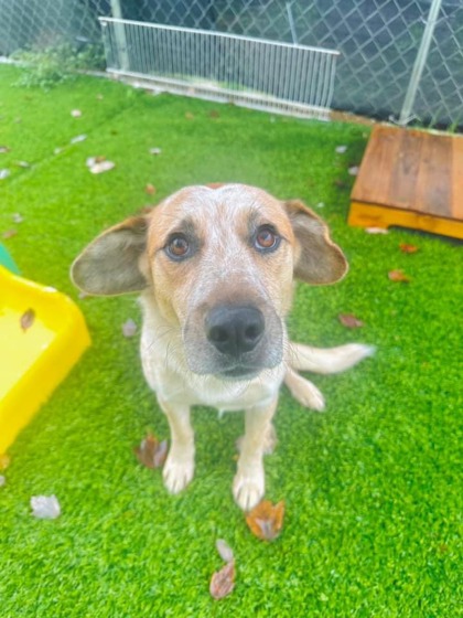 HUDSON - Mixed Breed, Medium (up to 44 lbs fully grown) / Mix available for adoption