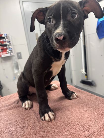 ALVIN - Pit Bull Terrier / Mix available for adoption