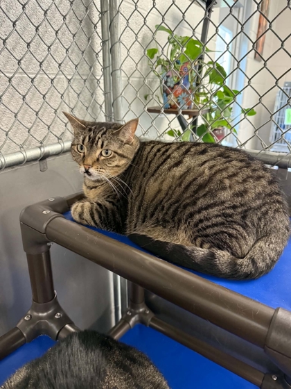 ZOE - Domestic Shorthair / Mix available for adoption