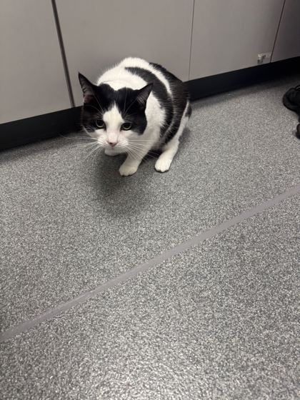 CARRIE - Domestic Shorthair / Mix available for adoption