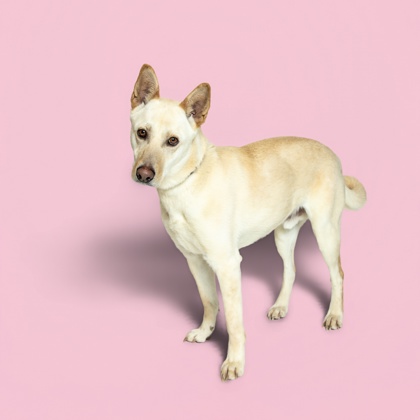 PERRY - German Shepherd / Mix for adoption in Knoxville