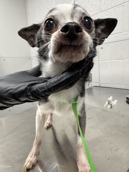 BRUNO - Short Coat Chihuahua / Mix available for adoption