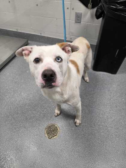 JACKHAMMER - Shepherd / Mix available for adoption