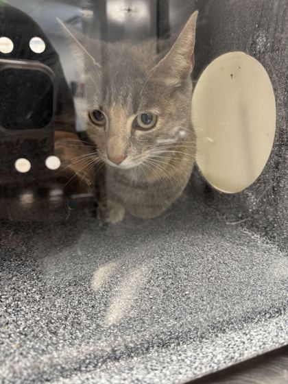 PEARLY GIRLY - Domestic Shorthair / Mix available for adoption