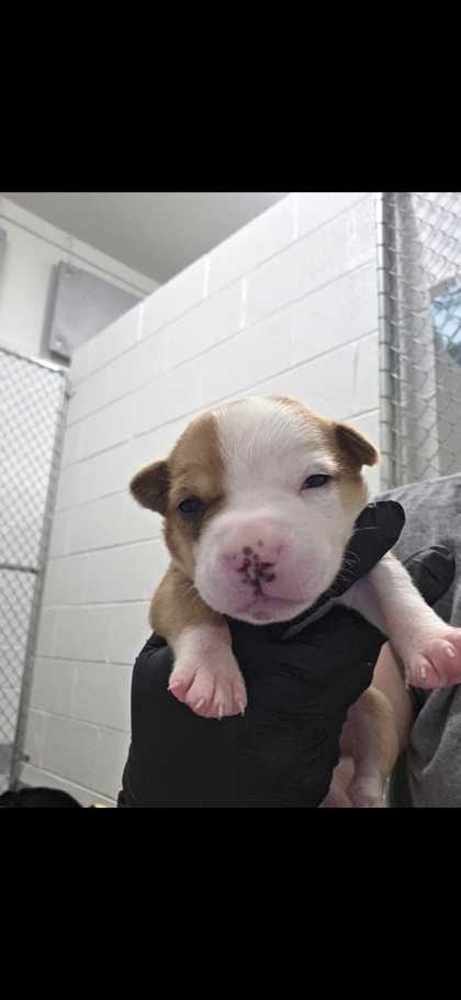 SLINKY - Short Coat Chihuahua / Mix available for adoption