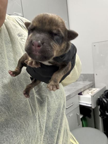 CEDAR - Mixed Breed, Medium (up to 44 lbs fully grown) / Mix available for adoption