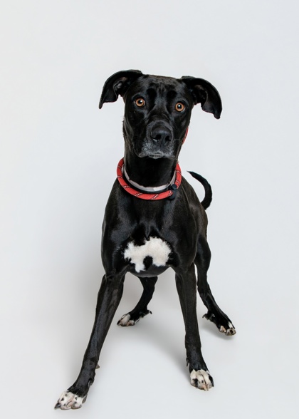 DARA - Mountain Cur / Mix for adoption in Knoxville