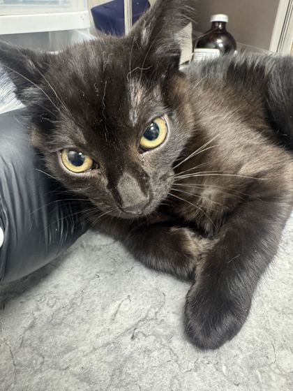 PUA - Domestic Shorthair / Mix available for adoption