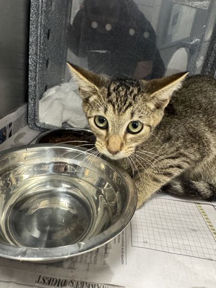 KAMERON - Domestic Shorthair / Mix available for adoption