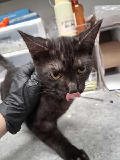 CATASTROPHIC - Domestic Shorthair / Mix available for adoption