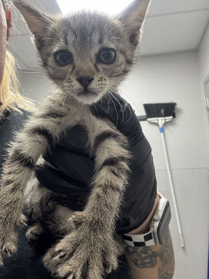 WHISPERA - Domestic Shorthair / Mix available for adoption