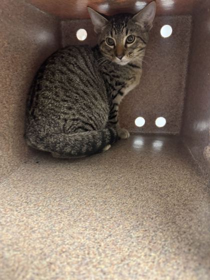 SHARK BOY - Domestic Shorthair / Mix available for adoption
