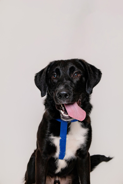 BUNGI - Smooth Collie / Mix available for adoption