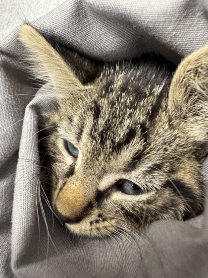 AMIGO - Domestic Shorthair / Mix available for adoption