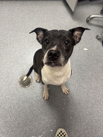 THOMAS - Mixed Breed, Medium (up to 44 lbs fully grown) / Mix available for adoption