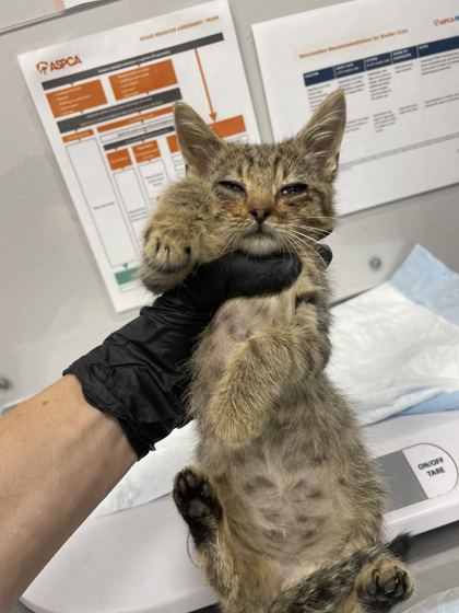 PUNKIN - Domestic Shorthair / Mix available for adoption