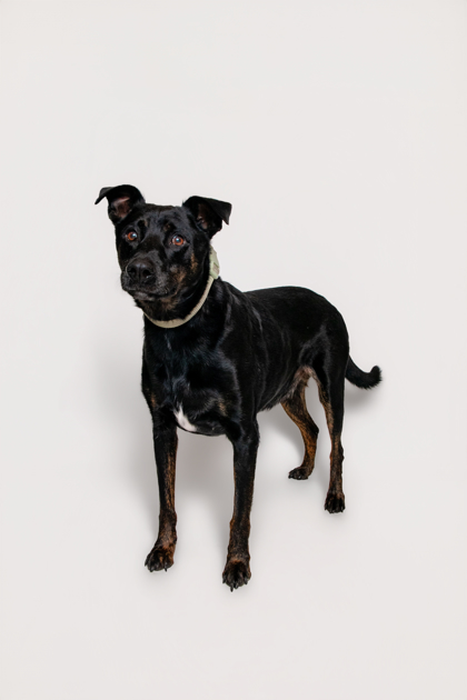 CLEAR SKY - Labrador Retriever / Mix available for adoption
