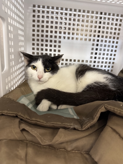 CROSSWORD - Domestic Shorthair / Mix available for adoption