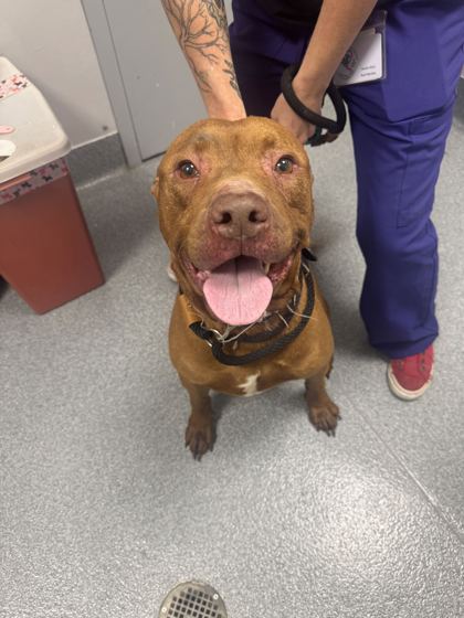 BARK JOVI - Mixed Breed, Large (over 44 lbs fully grown) / Mix available for adoption
