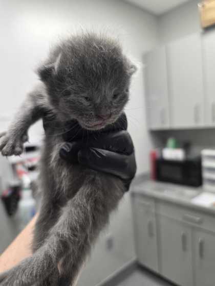 GOBLIN - Domestic Shorthair / Mix available for adoption