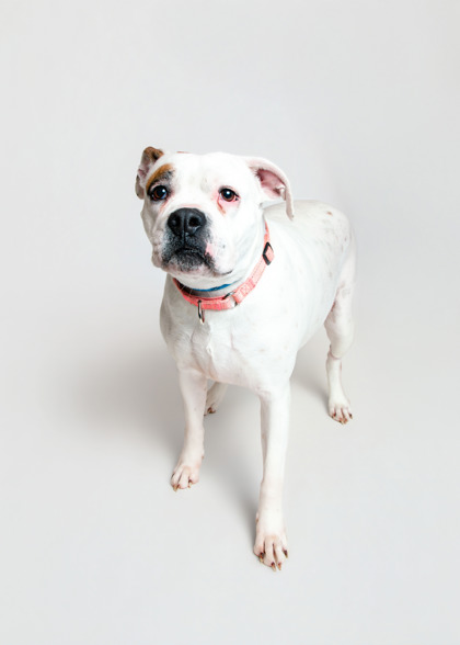 DOLLY - Bulldog / Mix for adoption in Knoxville