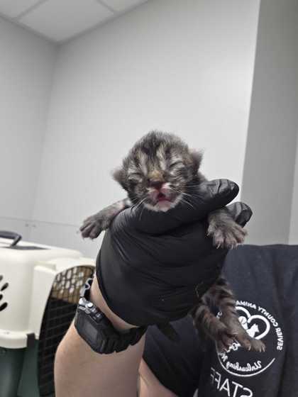 WEALTHY - Domestic Shorthair / Mix available for adoption
