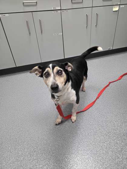 BRUCE - Jack Russell Terrier / Mix available for adoption