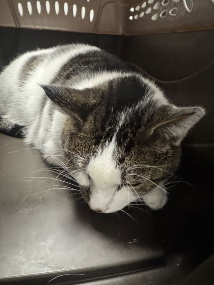 JADE - Domestic Shorthair / Mix available for adoption