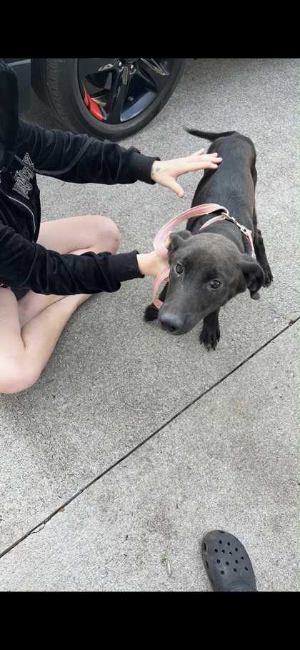 BRAD - Labrador Retriever / Mix available for adoption
