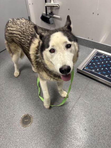 MAX HOWDY - Alaskan Malamute / Mix available for adoption