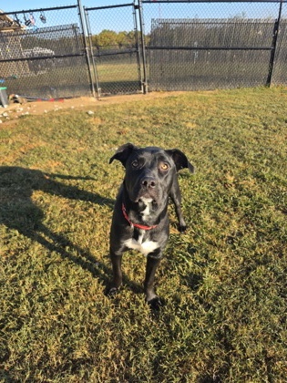 BUFFY THE VAMPIRE SLAYER - Labrador Retriever / Mix available for adoption