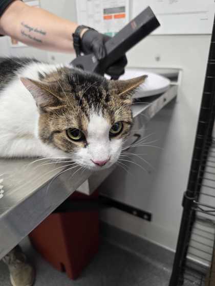 RASCAL - Domestic Shorthair / Mix available for adoption