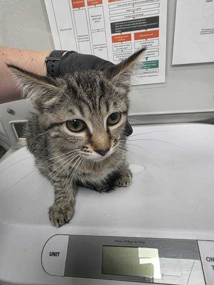 FOX - Domestic Shorthair / Mix available for adoption