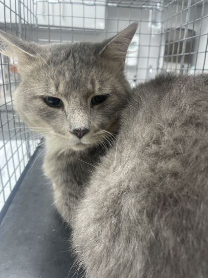 BARETT - Domestic Medium Hair / Mix available for adoption