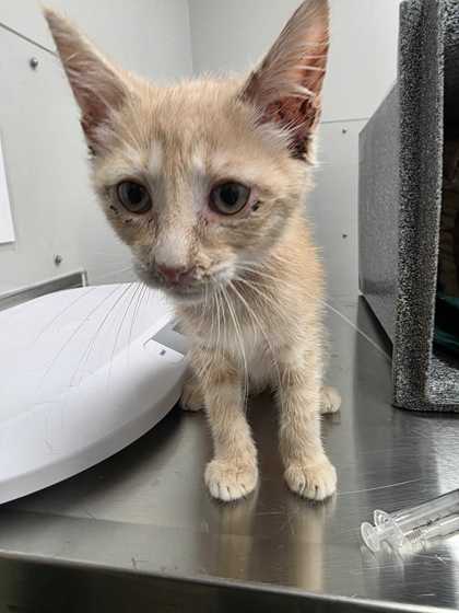 CHIPPY DIPPY DOPEY DUP - Domestic Shorthair / Mix available for adoption