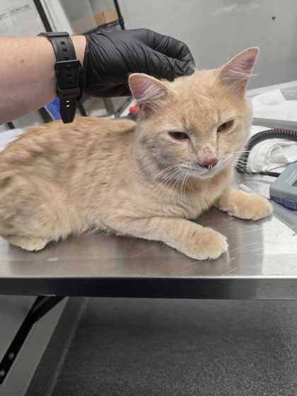 QUAKER - Domestic Shorthair / Mix available for adoption