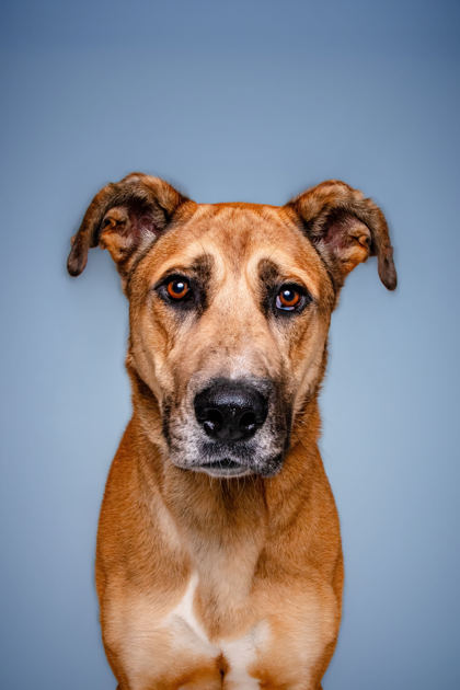 HOUSTON - Great Dane / Mix available for adoption